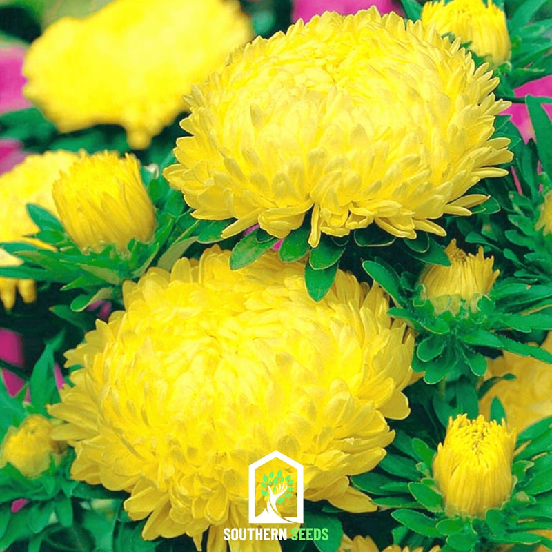 Load image into Gallery viewer, Yellow Paeony Duchess Aster – 50 Seeds
