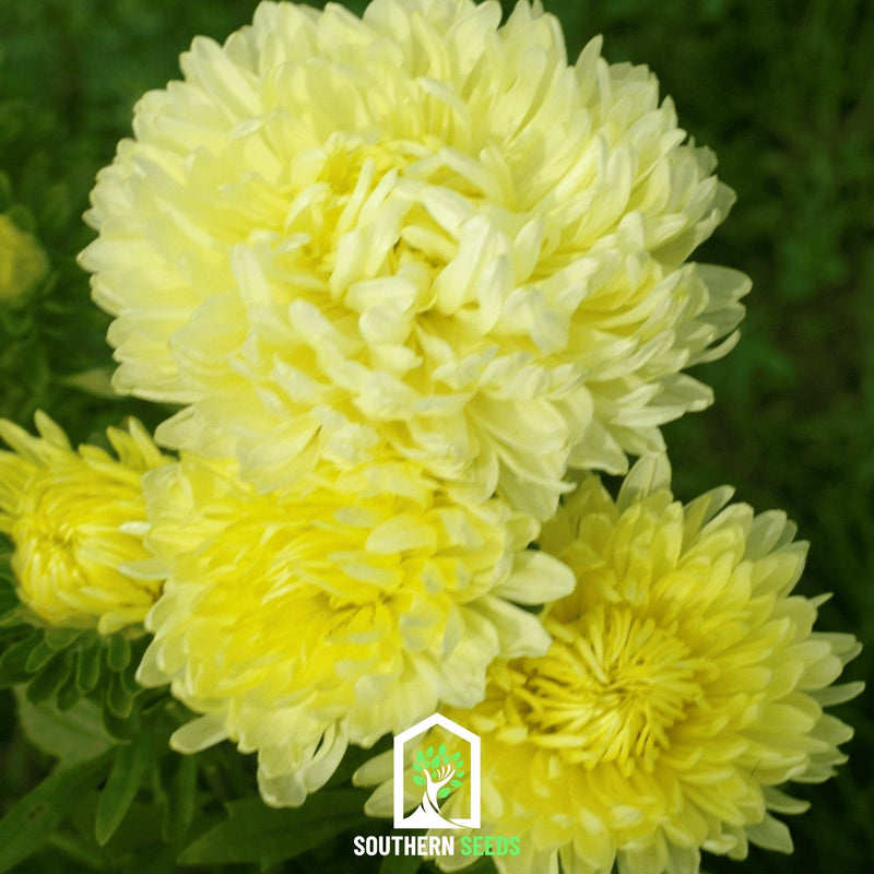 Load image into Gallery viewer, Yellow Paeony Duchess Aster – 50 Seeds
