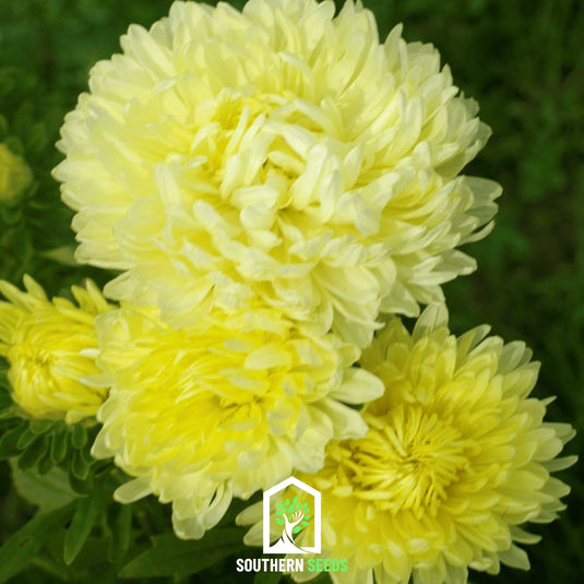 Yellow Paeony Duchess Aster – 50 Seeds