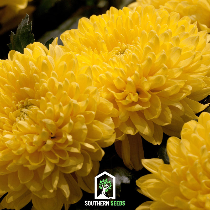 Load image into Gallery viewer, Yellow Paeony Duchess Aster – 50 Seeds
