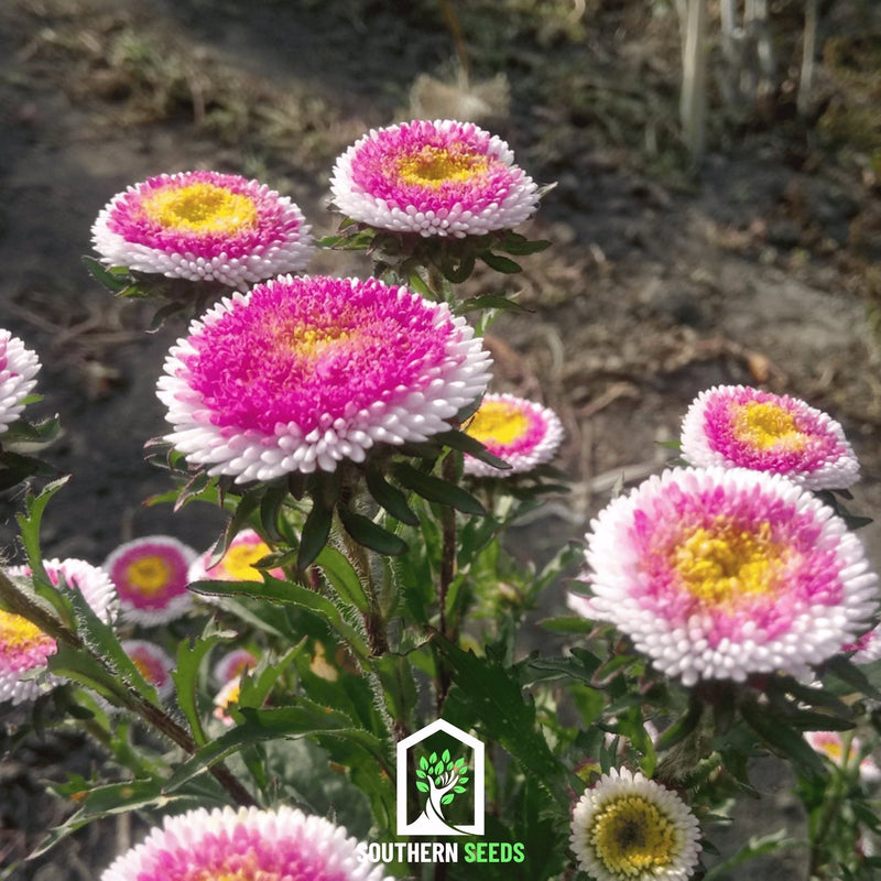 Load image into Gallery viewer, Hi-No-Maru Pompon Aster – 50 Seeds
