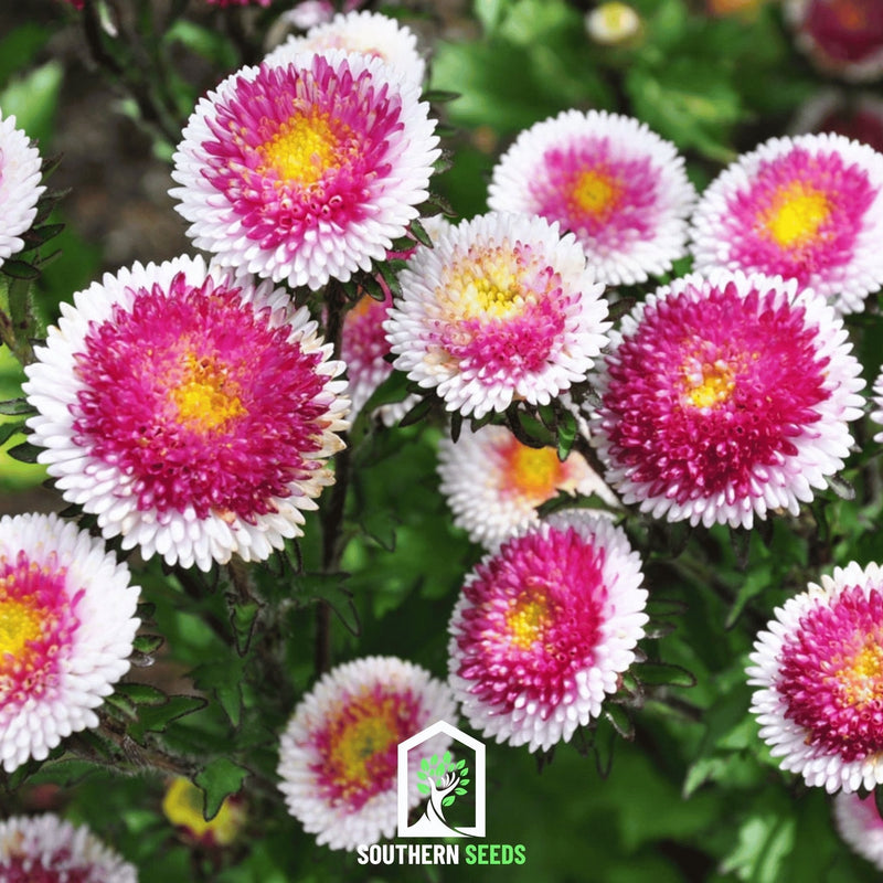 Load image into Gallery viewer, Hi-No-Maru Pompon Aster – 50 Seeds
