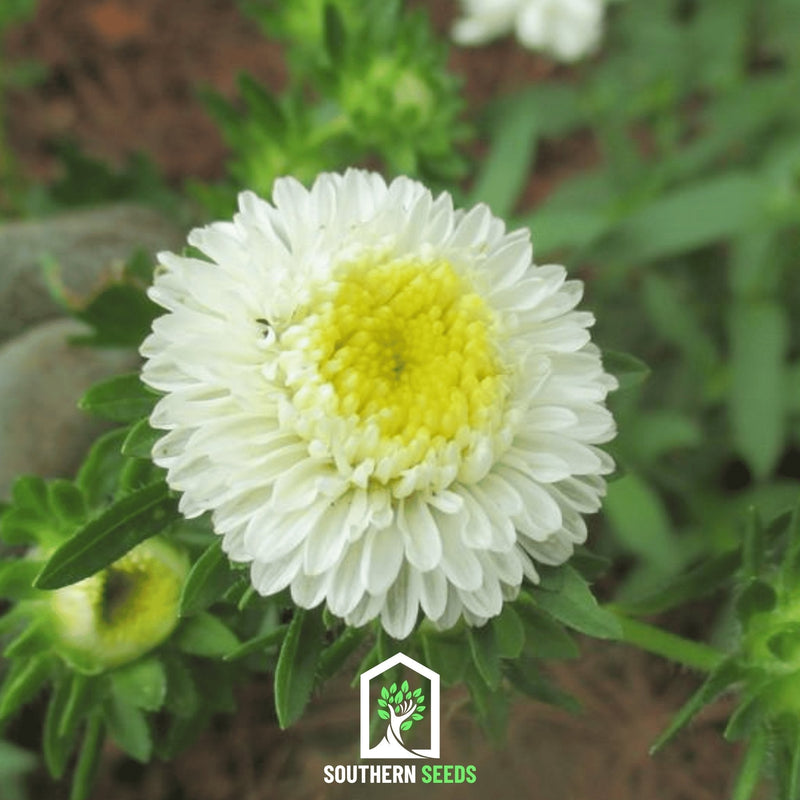 Load image into Gallery viewer, White Pompon Aster – 50 Seeds
