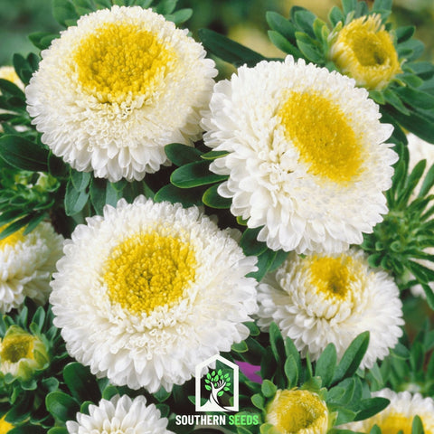 White Pompon Aster – 50 Seeds, additional product view 2