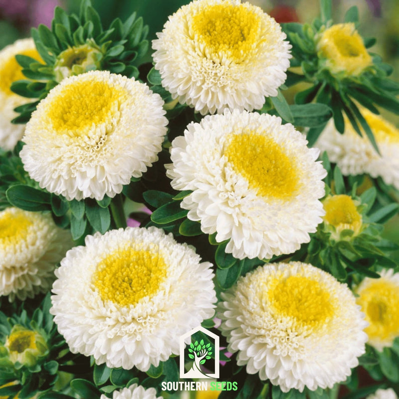 Load image into Gallery viewer, White Pompon Aster – 50 Seeds
