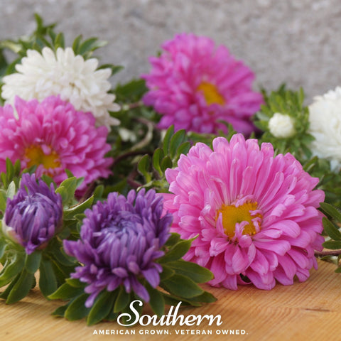 Powder Puff Aster – 50 Seeds, additional product view 2
