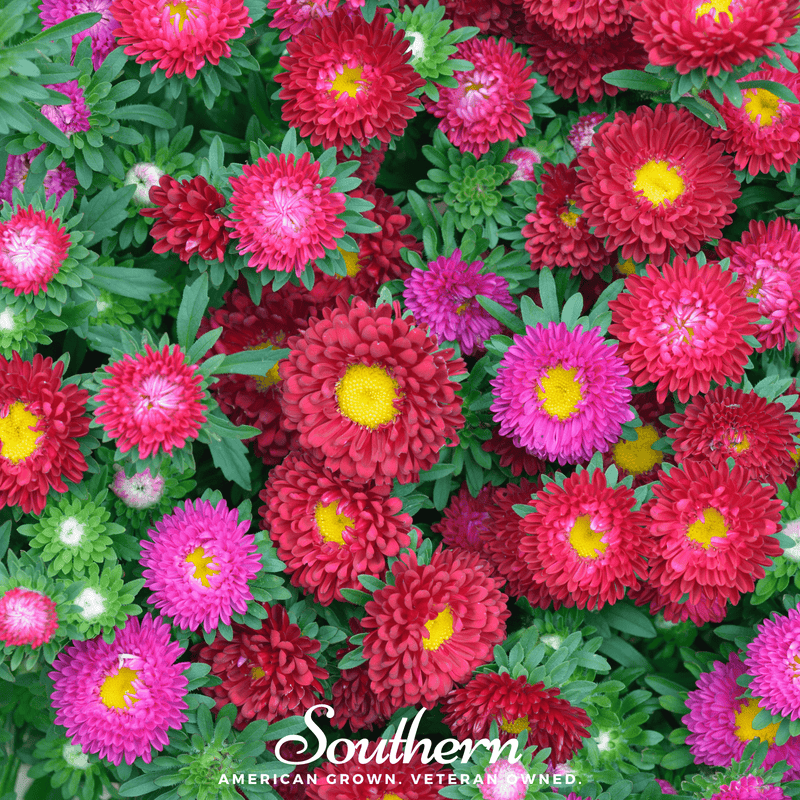 Load image into Gallery viewer, Powder Puff Aster – 50 Seeds
