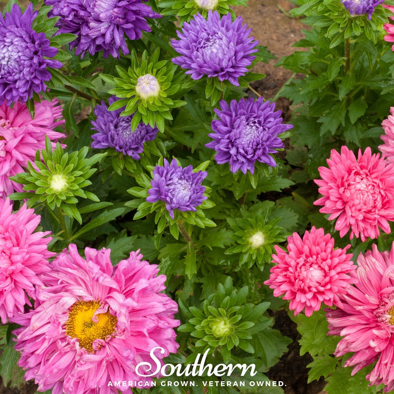 Load image into Gallery viewer, Powder Puff Aster – 50 Seeds
