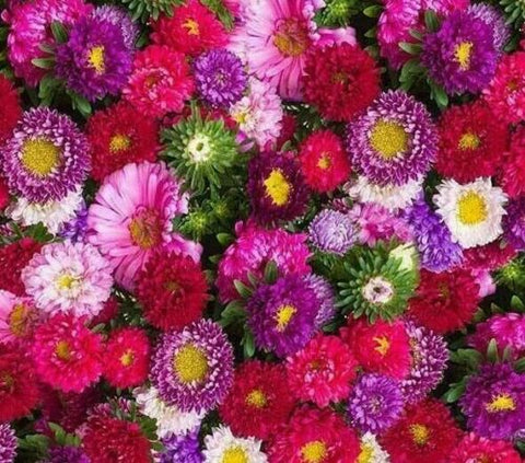 Heirloom Organic Powderpuff Aster flower seeds package, GrowTime Garden Supply