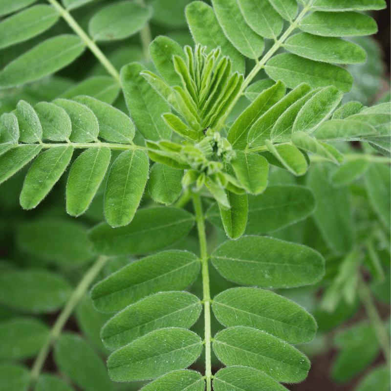 Load image into Gallery viewer, Astragalus (Huang Qi) – 25 Seeds
