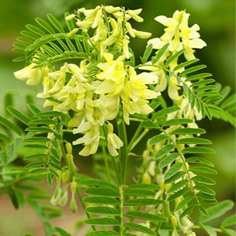 Astragalus (Huang Qi) – 25 Seeds, additional product view 2
