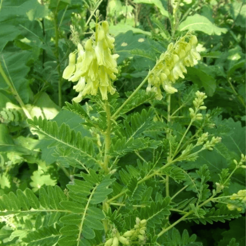 Load image into Gallery viewer, Astragalus (Huang Qi) – 25 Seeds
