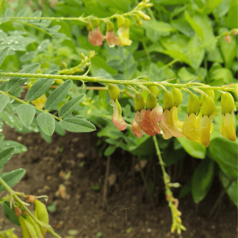 Load image into Gallery viewer, Astragalus (Huang Qi) – 25 Seeds
