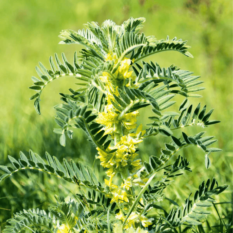 Load image into Gallery viewer, Astragalus (Huang Qi) – 25 Seeds
