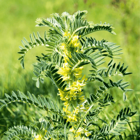Astragalus (Huang Qi) – 25 Seeds