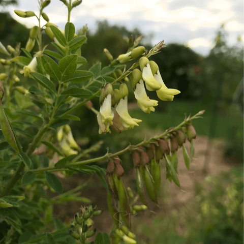 Astragalus Huang Qi seeds package, 25 count, GrowTime Garden Supply