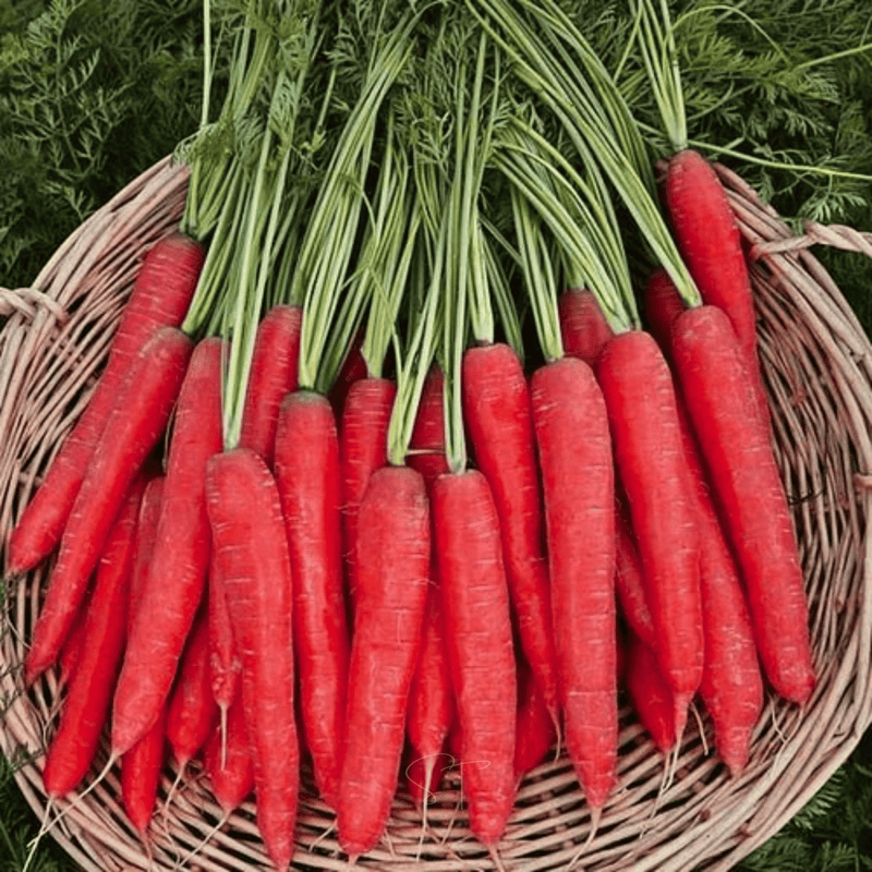 Load image into Gallery viewer, Atomic Red Carrot – 250 Seeds
