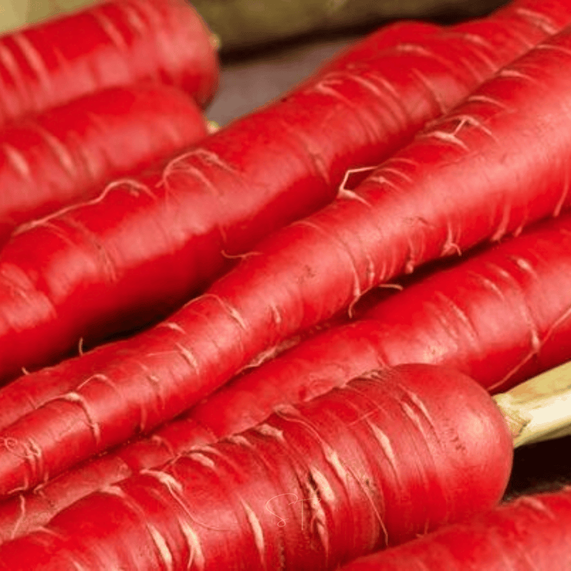 Load image into Gallery viewer, Atomic Red Carrot – 250 Seeds
