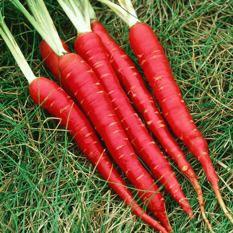 Atomic Red Carrot – 250 Seeds, additional product view 2