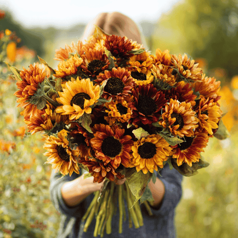 Autumn Beauty Sunflower – 25 Seeds, additional product view 2