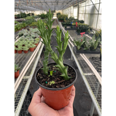 Starfish Cactus Stapelia Orbea Variegata