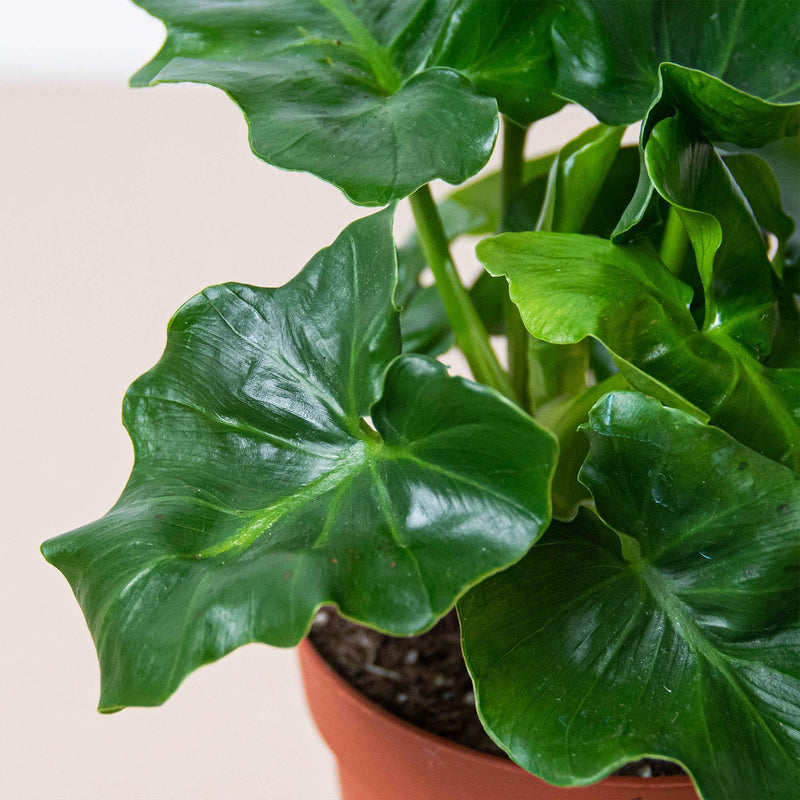 Load image into Gallery viewer, Philodendron 'Atom'
