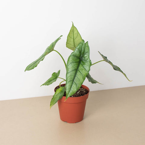 Alocasia Dragons Breath