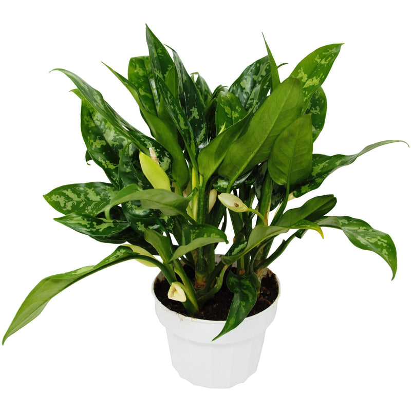 Load image into Gallery viewer, Chinese Evergreen 'Maria'

