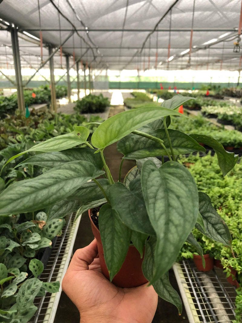 Load image into Gallery viewer, Monstera 'Siltepecana'

