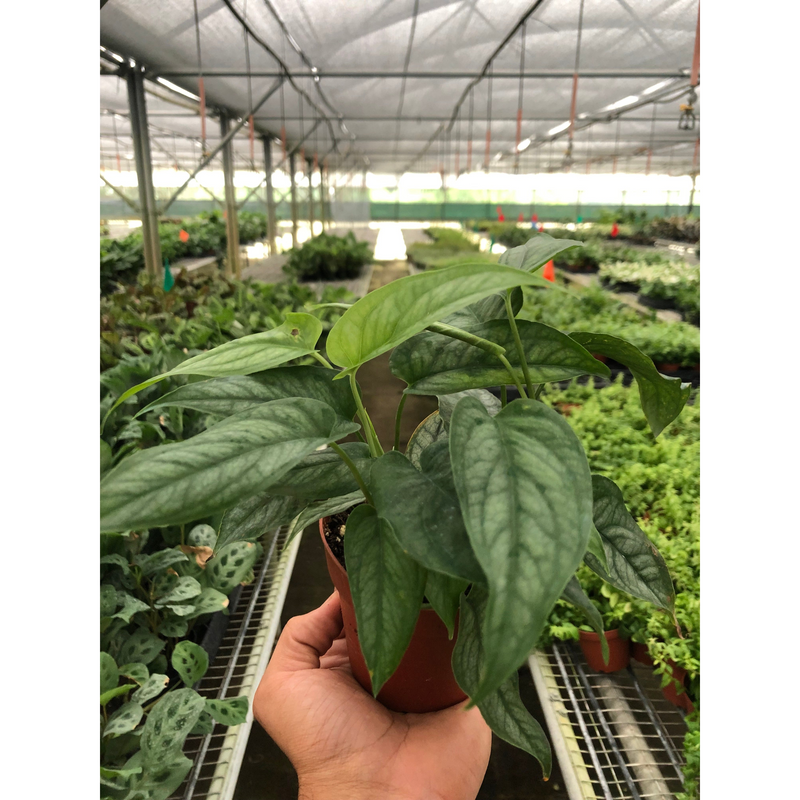 Load image into Gallery viewer, Monstera 'Siltepecana'
