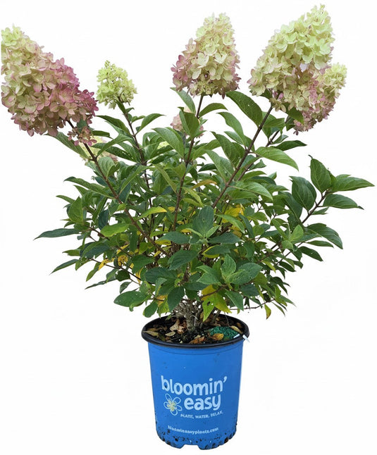 Dragon Baby Hardy Hydrangea ™  | Compact Panicle Hydrangea