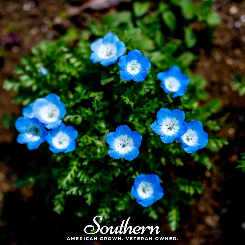 Load image into Gallery viewer, Baby Blue Eyes – 200 Seeds
