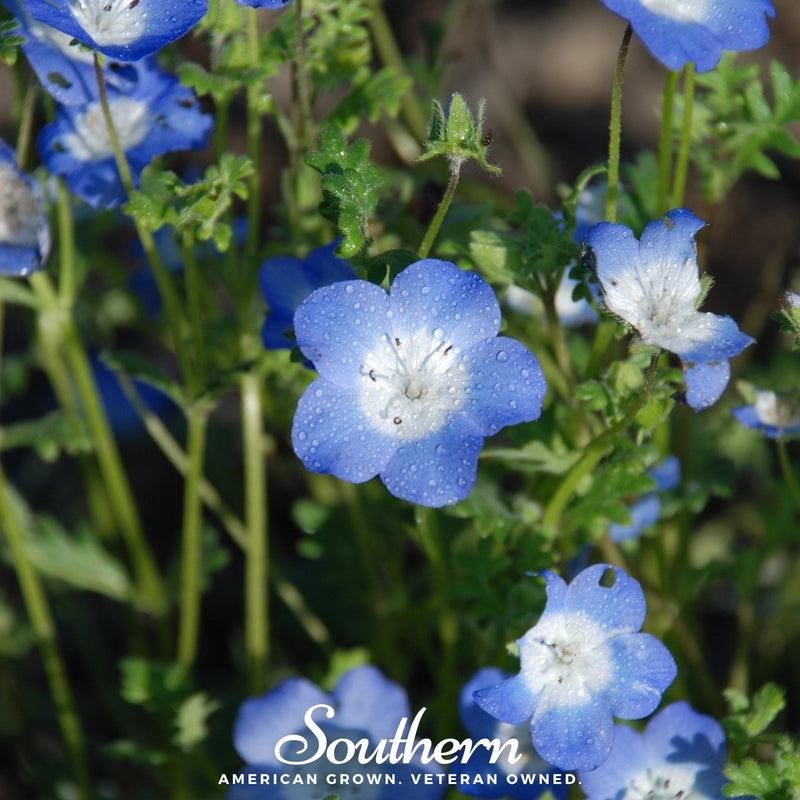 Load image into Gallery viewer, Baby Blue Eyes – 200 Seeds
