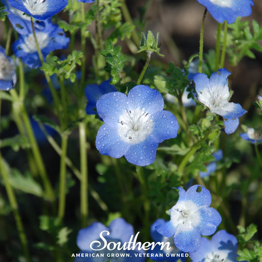 Baby Blue Eyes – 200 Seeds