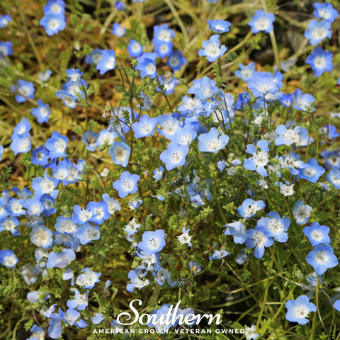 Baby Blue Eyes – 200 Seeds, additional product view 2
