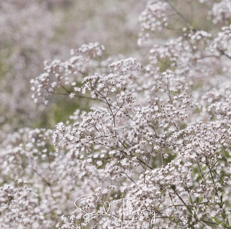 Load image into Gallery viewer, Perennial Baby’s Breath – 100 Seeds
