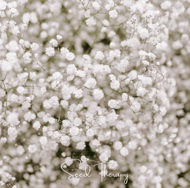 Load image into Gallery viewer, Perennial Baby’s Breath – 100 Seeds

