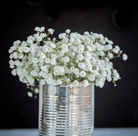 Perennial Baby's Breath 100 Seeds