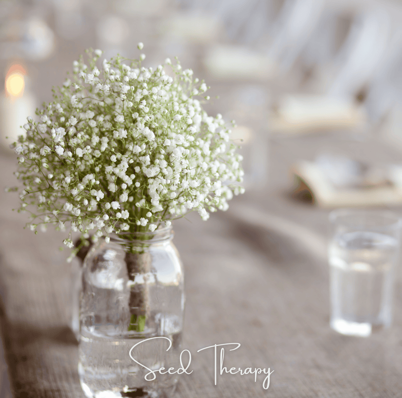 Load image into Gallery viewer, Perennial Baby’s Breath – 100 Seeds
