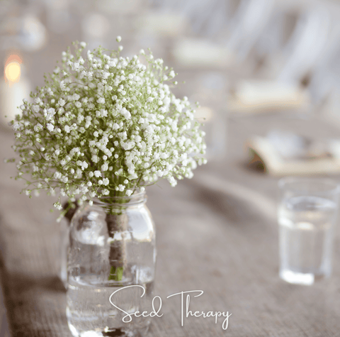 Perennial Baby's Breath – 100 Seeds, additional product view 2