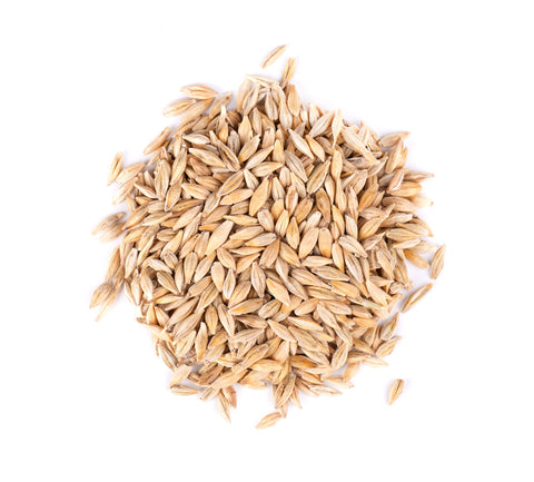 Certified organic non-GMO barley seed for grazing and cover crops.