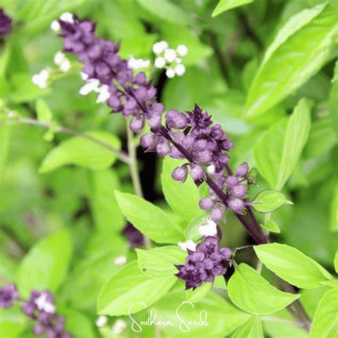 Blue Spice Basil – 100 Seeds, additional product view 2