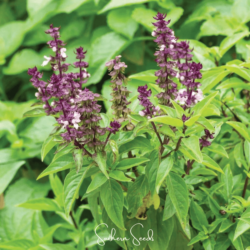 Load image into Gallery viewer, Blue Spice Basil – 100 Seeds
