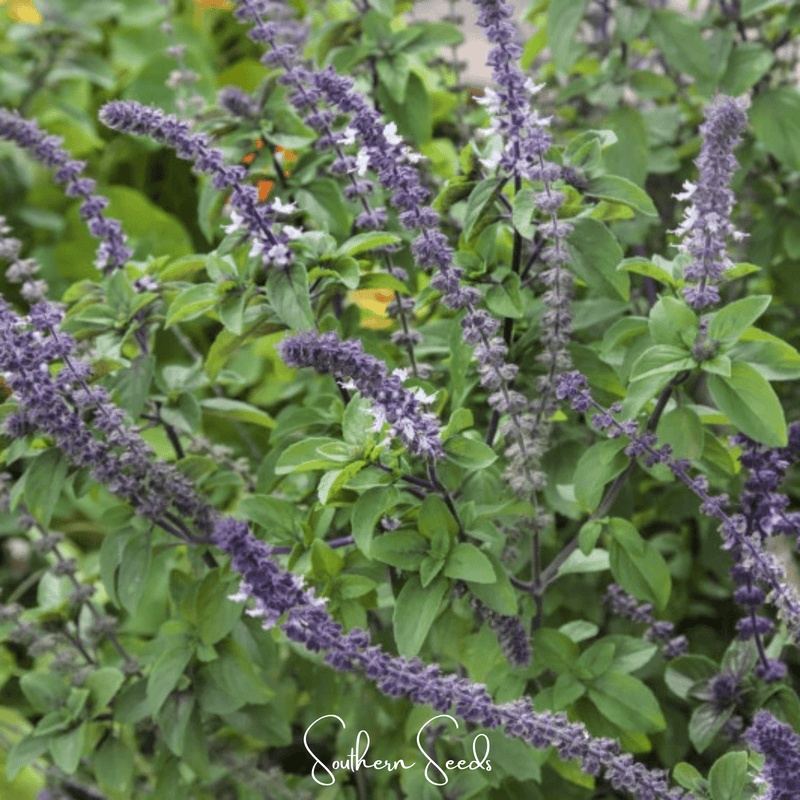 Load image into Gallery viewer, Blue Spice Basil – 100 Seeds
