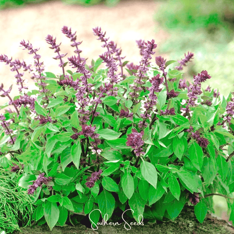 Blue Spice Basil 100 Seeds