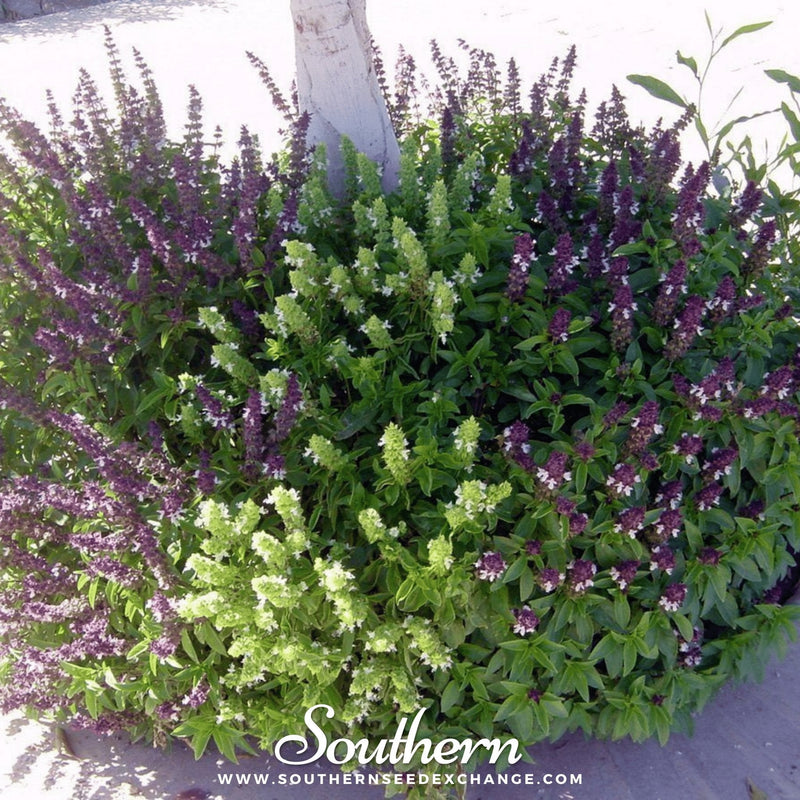 Load image into Gallery viewer, Cinnamon Basil – 250 Seeds
