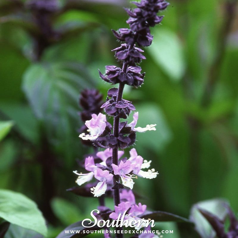 Load image into Gallery viewer, Cinnamon Basil – 250 Seeds
