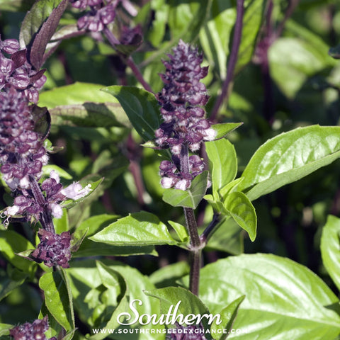 Cinnamon Basil seeds package, 250 count, GrowTime Garden Supply