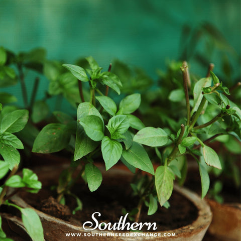 Cinnamon Basil – 250 Seeds, additional product view 2