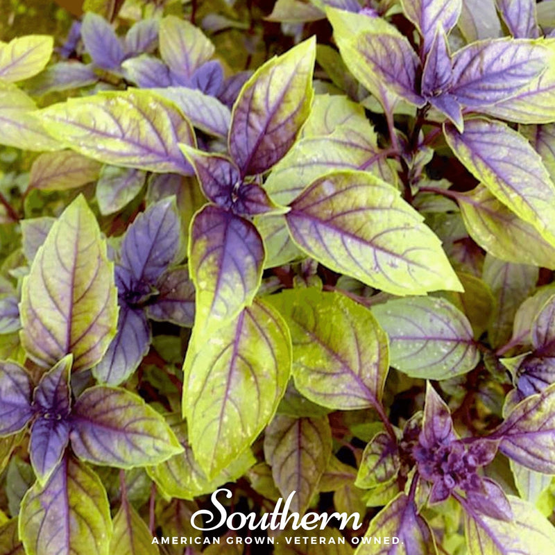 Load image into Gallery viewer, Corsican Basil – 250 Seeds
